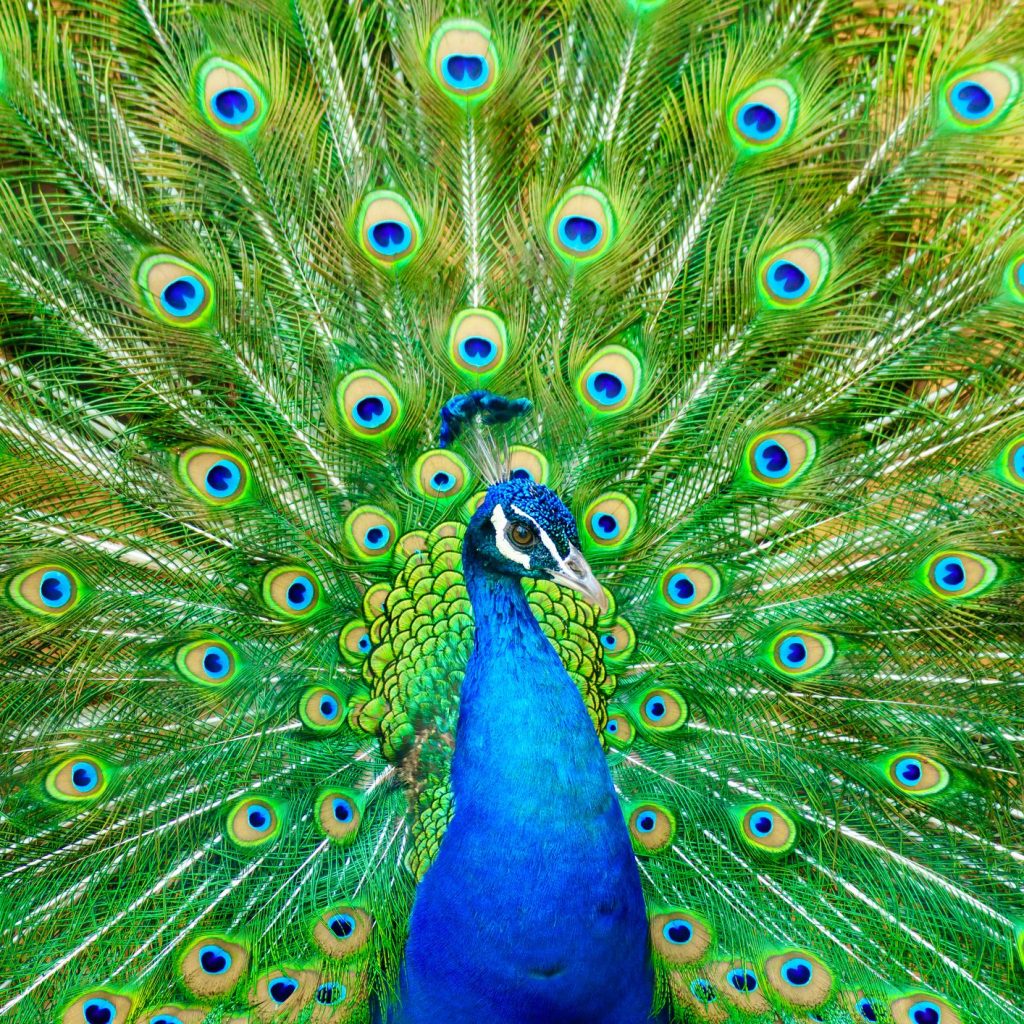 peacocks mating